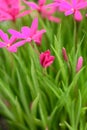 Summerstar Rhodoxis Fairy Tale, budding pink-purple flowers